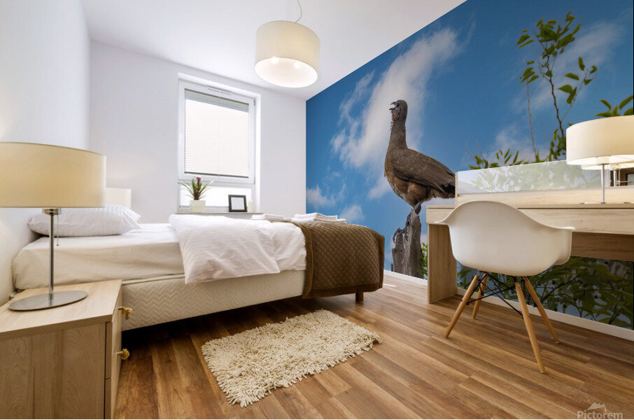 Plain Chachalaca Calling From High Mural print