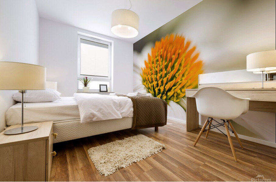 White Coneflower Macro Mural print