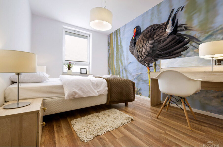 Common Gallinule Looking Fluffy Mural print