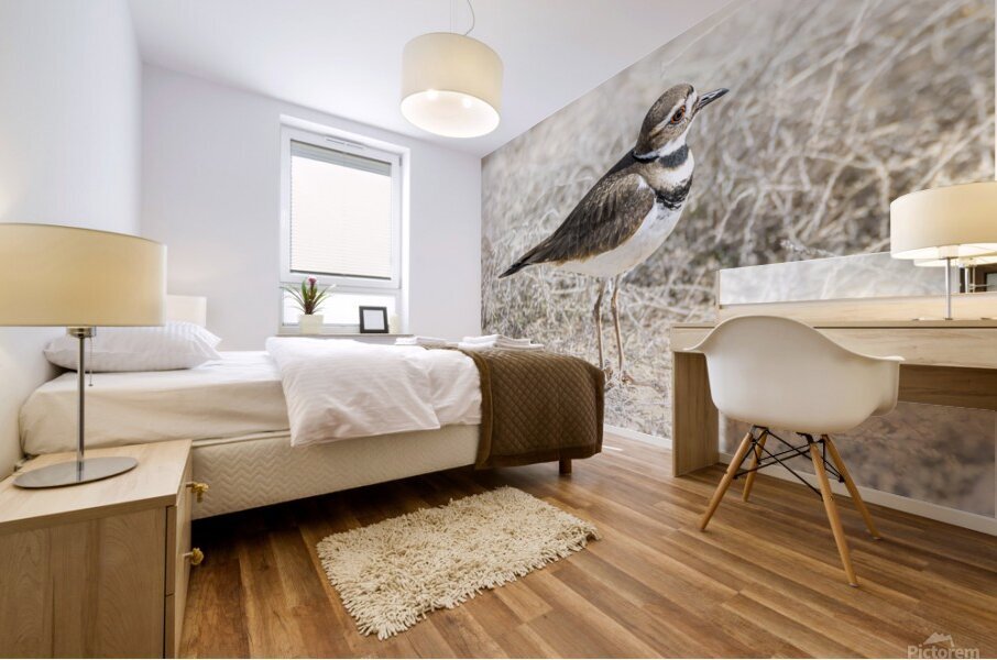 Single Killdeer Mural print
