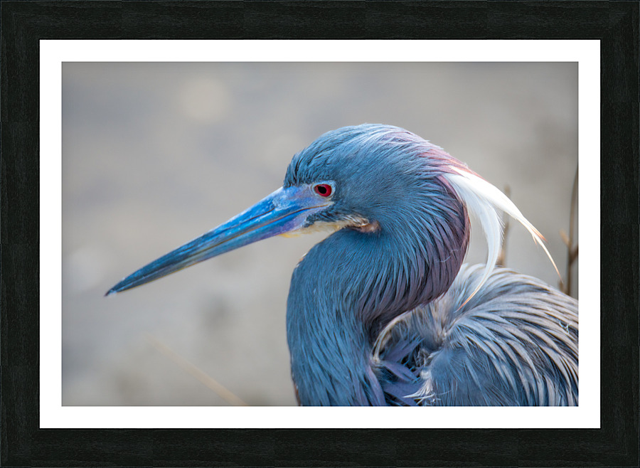 Tri colored Heron Portrait Picture Frame print