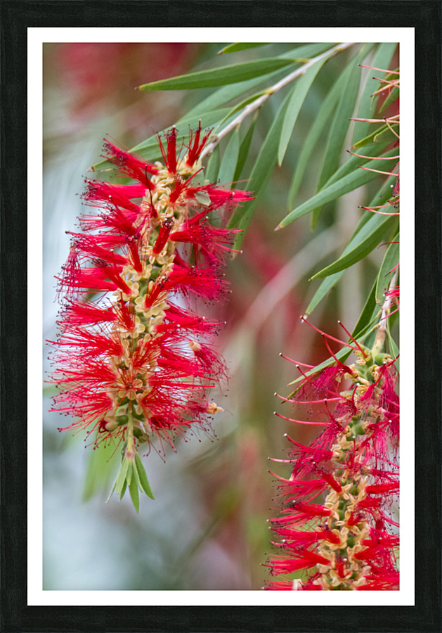 Weeping Bottlebrush Bloom Picture Frame print