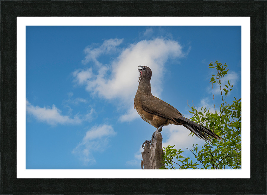 Plain Chachalaca Calling From High Picture Frame print