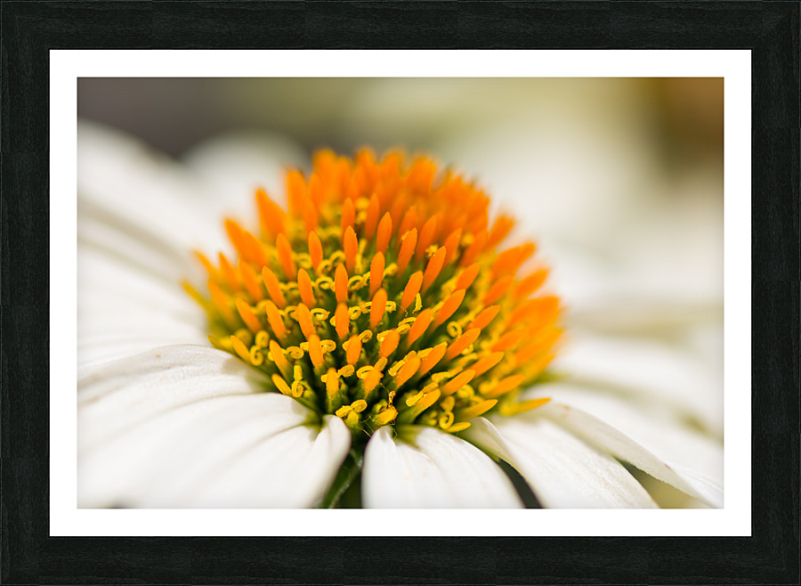 White Coneflower Macro Picture Frame print