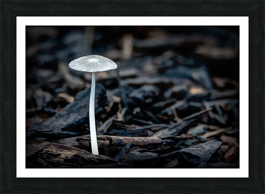 Parasol Mushroom Picture Frame print