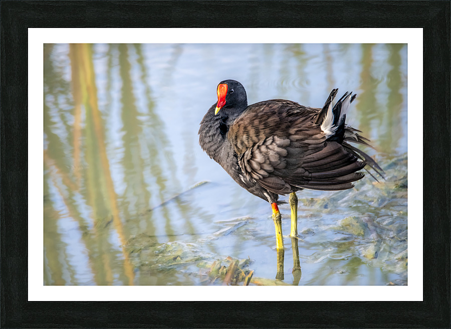Common Gallinule Looking Fluffy Picture Frame print