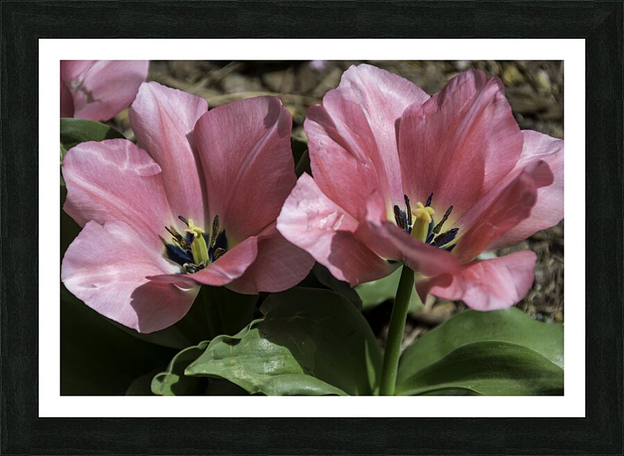 Double Pink Tulips Picture Frame print