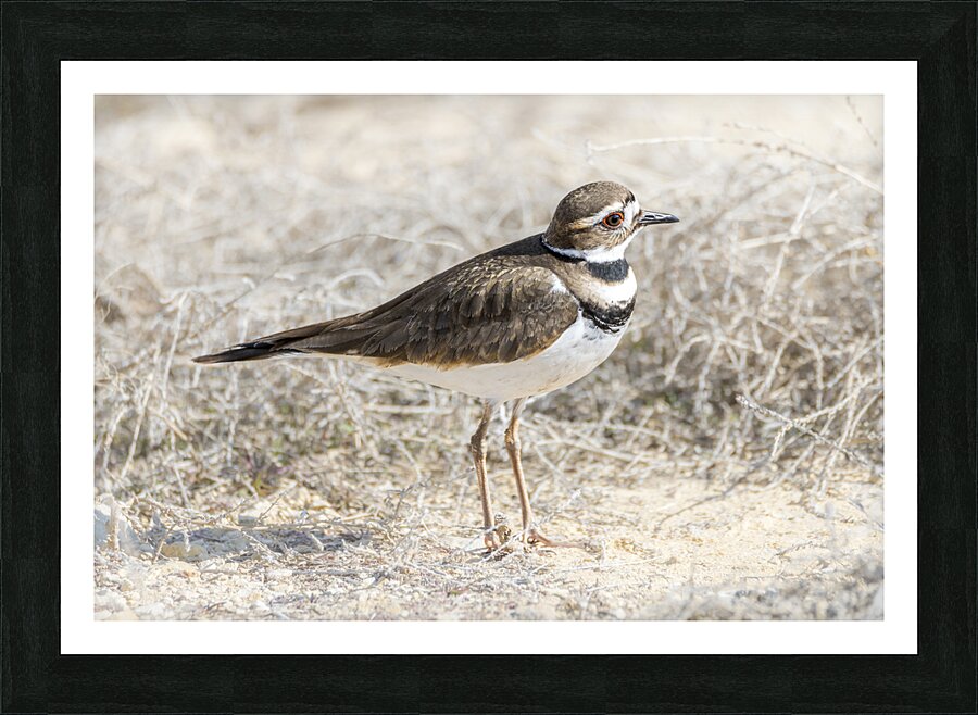 Single Killdeer Picture Frame print