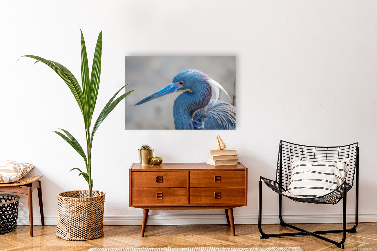 Tri colored Heron Portrait Reproduction