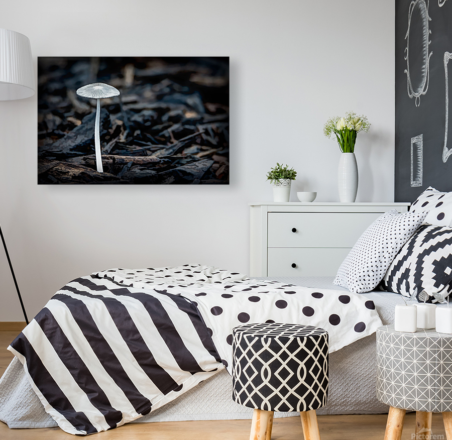 Parasol Mushroom Reproduction