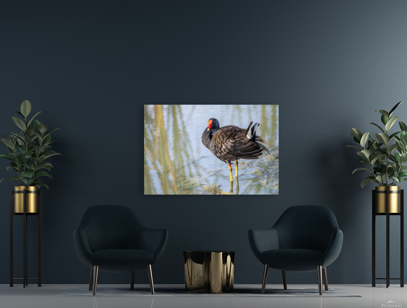 Common Gallinule Looking Fluffy Reproduction