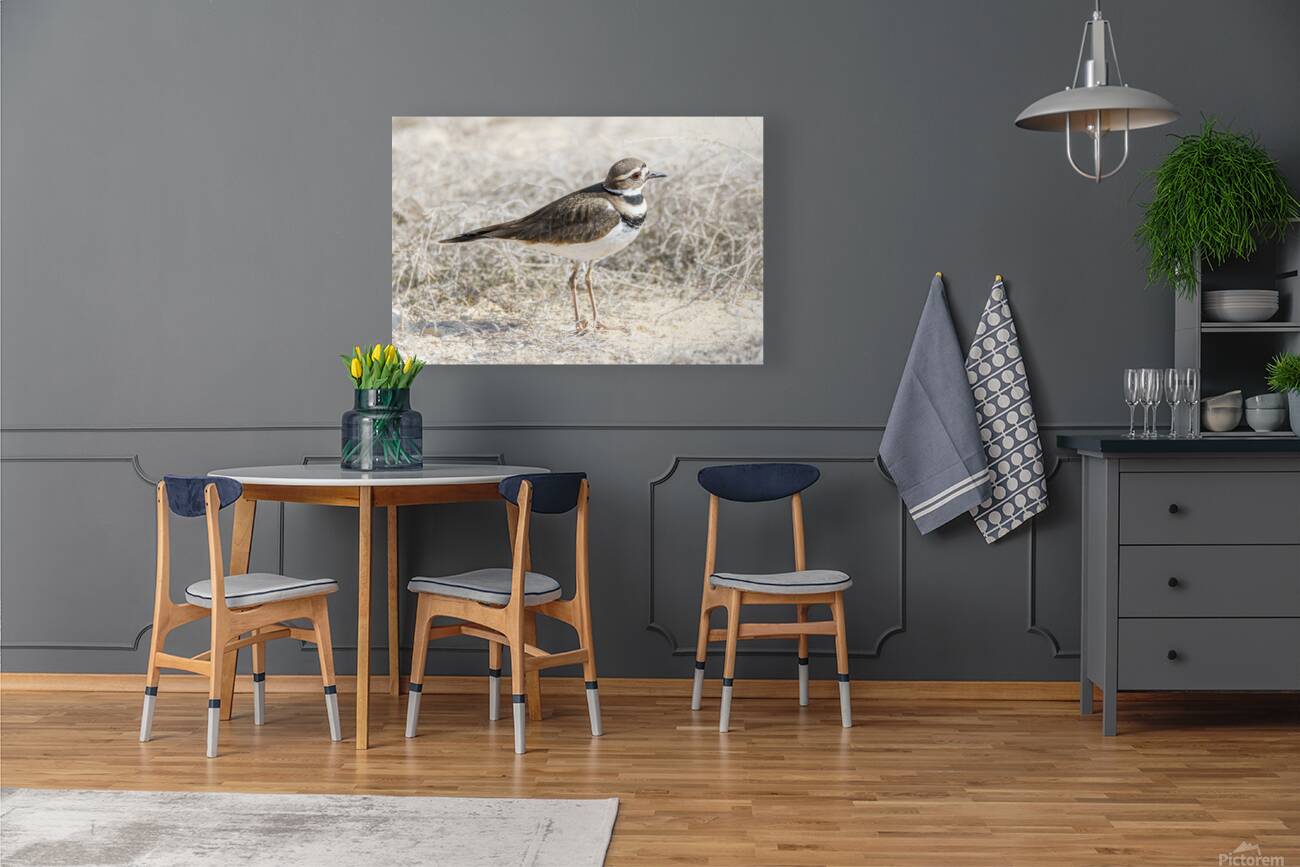 Single Killdeer Reproduction