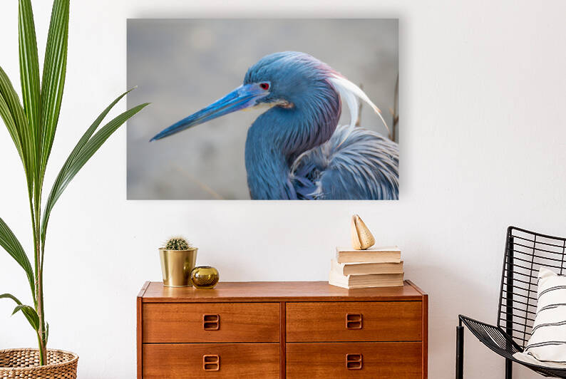 Tri colored Heron Portrait by Debra Martz Photography