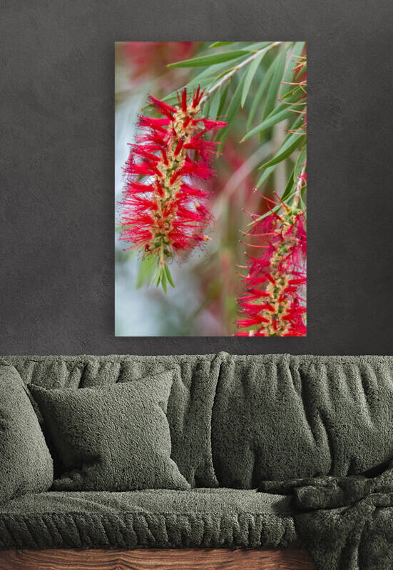 Weeping Bottlebrush Bloom by Debra Martz Photography