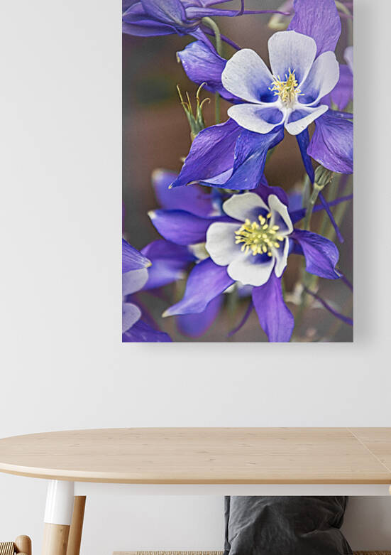 Double Colorado Blue Columbine Beauties by Debra Martz Photography