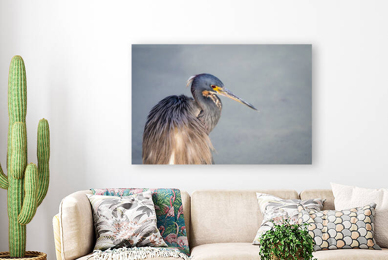 Tri-colored Heron Portrait in Morning Light by Debra Martz Photography