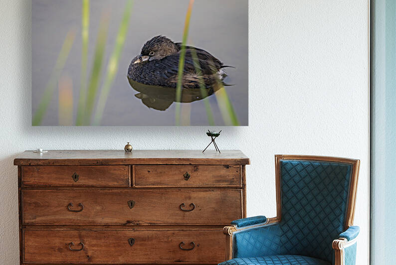 Pie-billed Grebe at Rest by the Reeds by Debra Martz Photography