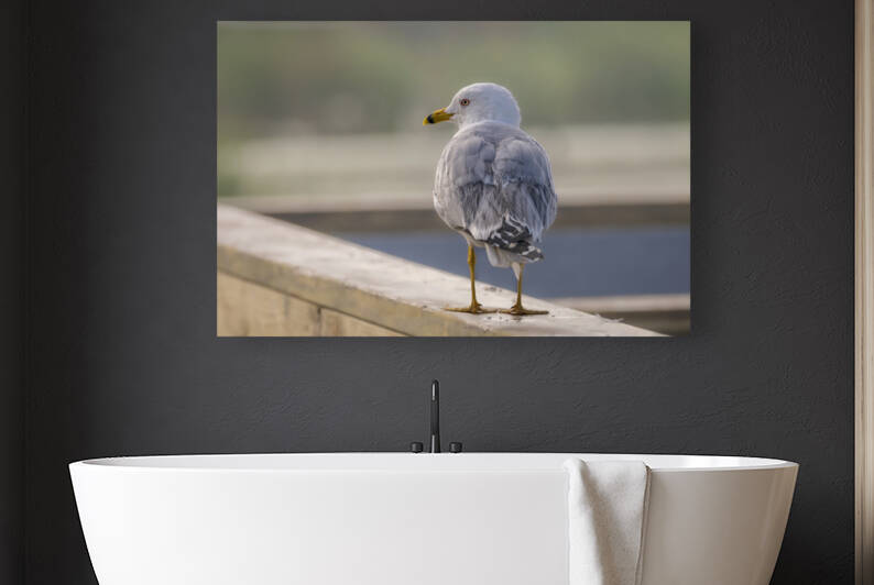 Ring-billed Gull Handrail Walker by Debra Martz Photography