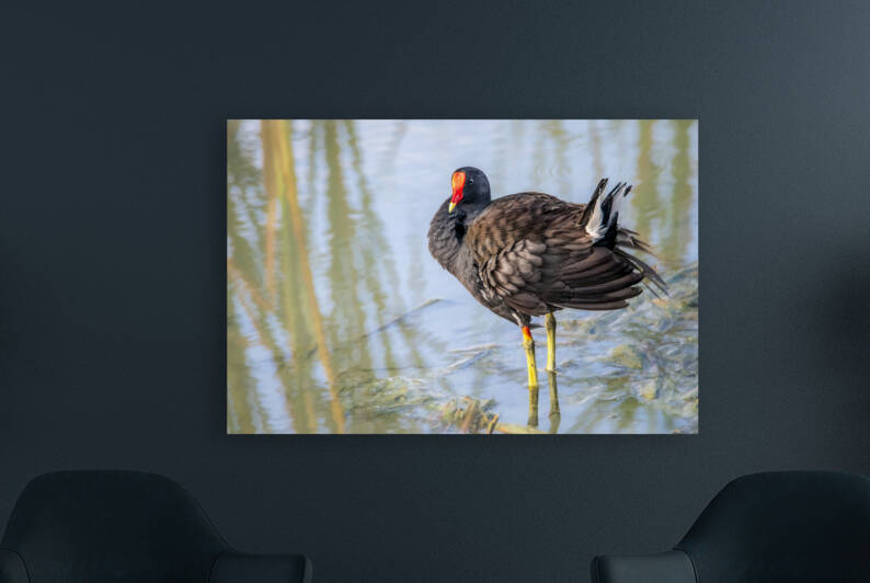 Common Gallinule Looking Fluffy by Debra Martz Photography