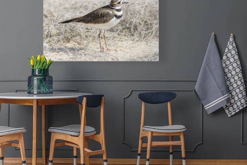Single Killdeer by Debra Martz Photography