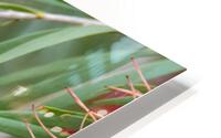 Weeping Bottlebrush Bloom HD Metal print