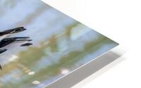 Common Gallinule Looking Fluffy HD Metal print