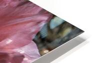 Double Pink Tulips HD Metal print