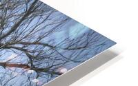 I Heart This Tree Painterly HD Metal print