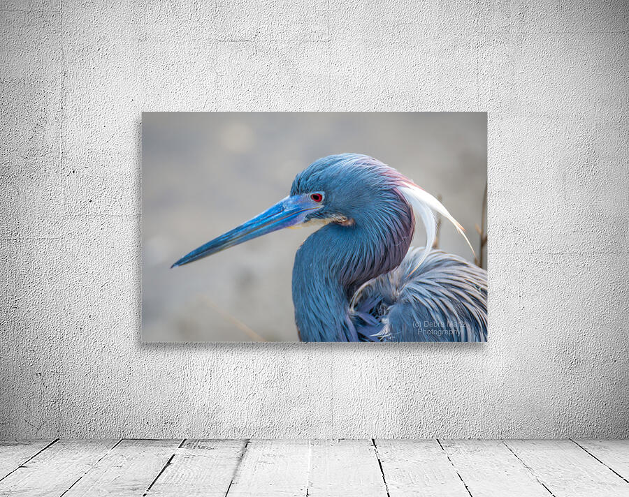 Tri colored Heron Portrait Wall Preview