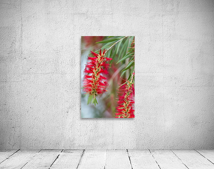 Weeping Bottlebrush Bloom Wall Preview