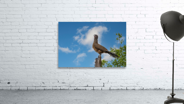 Plain Chachalaca Calling From High Wall Preview