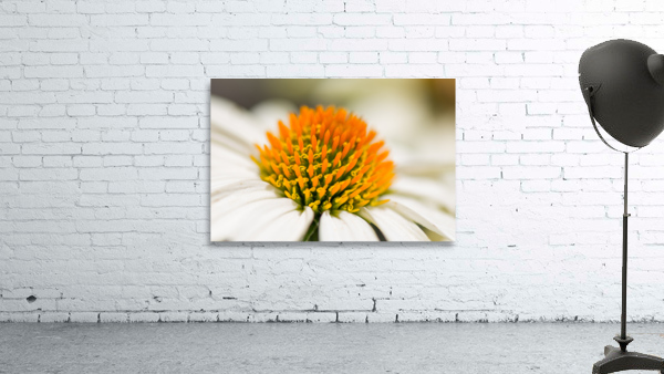 White Coneflower Macro Wall Preview