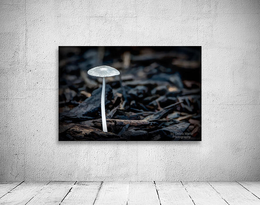 Parasol Mushroom Wall Preview