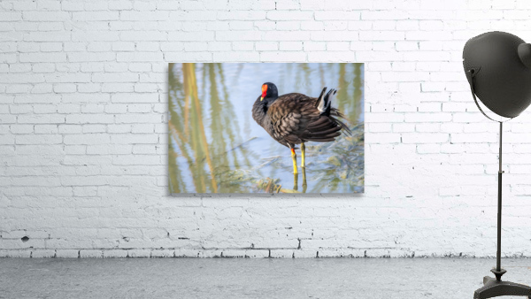 Common Gallinule Looking Fluffy Wall Preview