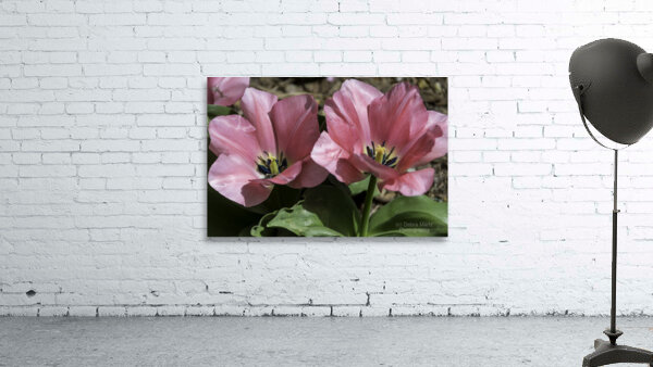 Double Pink Tulips Wall Preview