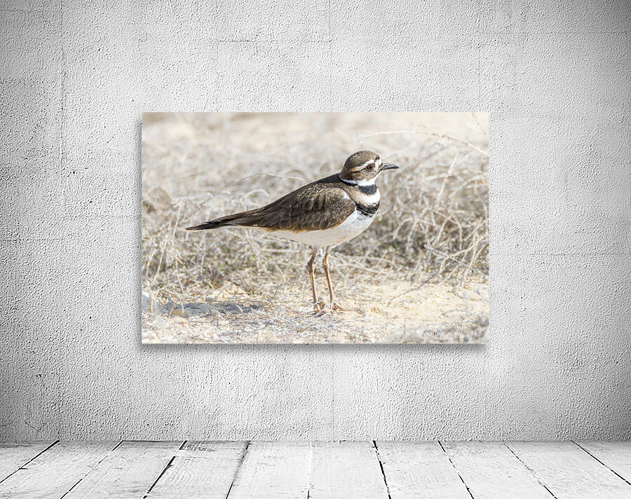 Single Killdeer Wall Preview