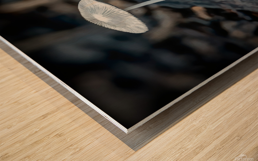 Parasol Mushroom Wood print