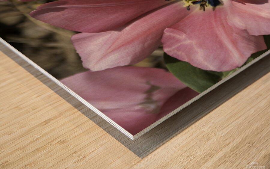 Double Pink Tulips Wood print