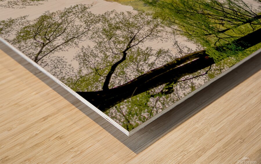 Spring In Central Park NYC Wood print