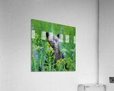 CURIOSITY Acrylic Print