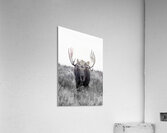 DIGNITY B W  Acrylic Print