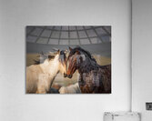 AFFECTION  Acrylic Print