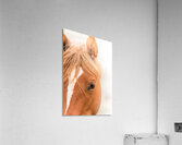 GRACE  Acrylic Print