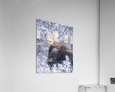 SNOW CHIEF  Acrylic Print