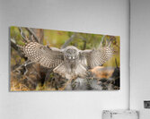 ERROLS LANDING Acrylic Print
