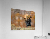 ALCES Acrylic Print