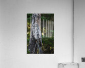 CRYPSIS Acrylic Print