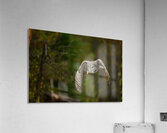 SPECTER 2 Acrylic Print