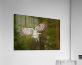 SPECTER 4 Acrylic Print