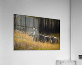 AUTUMN SLEUTH Acrylic Print
